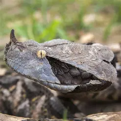 Gaboon Viper (गाबून वाइपर)